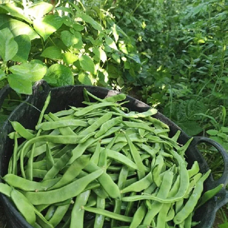 Judía verde plana Eco