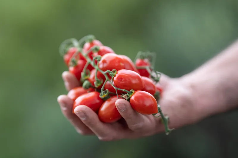 Tomate Cherry pera eco