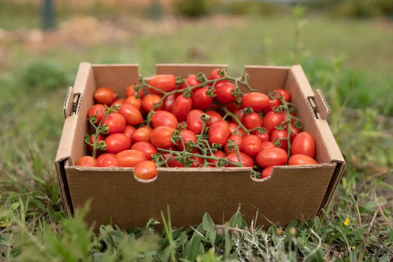 Tomate Cherry pera eco