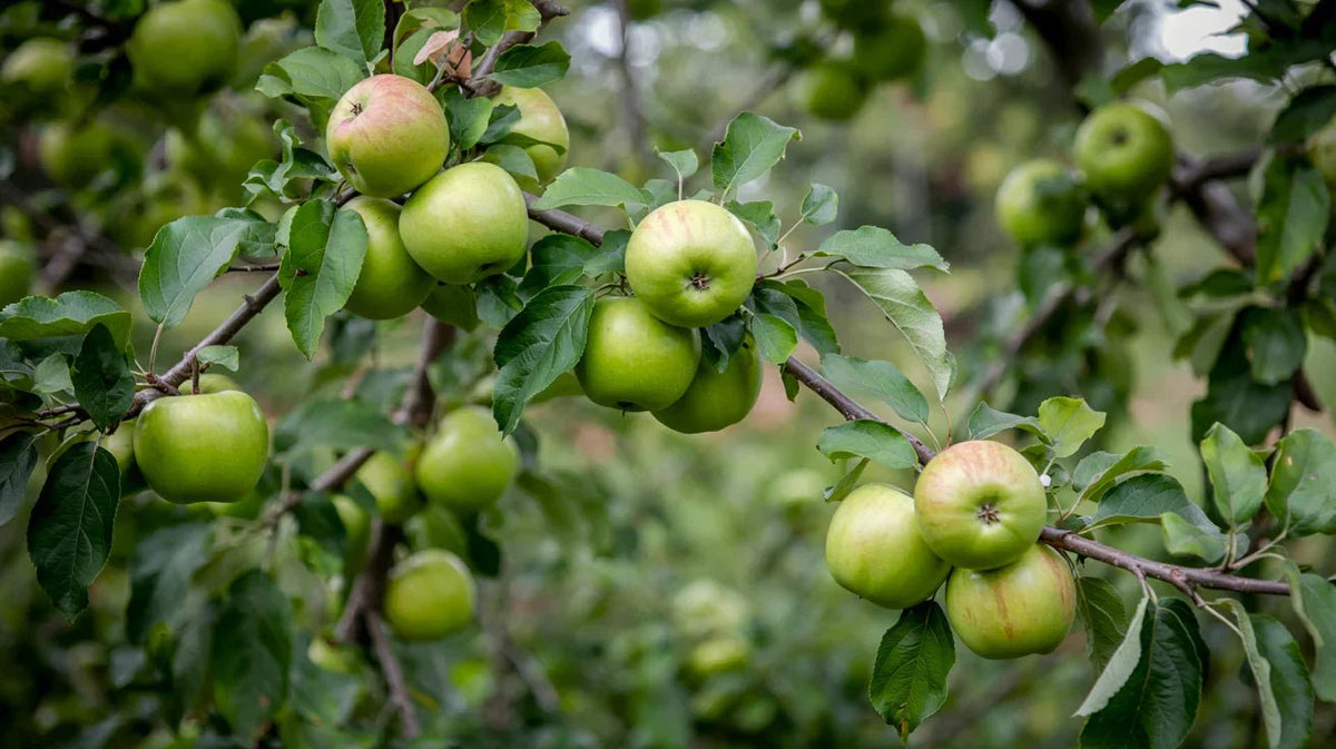 Manzanas Granny Smith ecológicas de Navarra