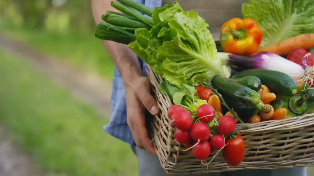 Recolección de frutas y verduras ecológicas en huerto tradicional con cesta