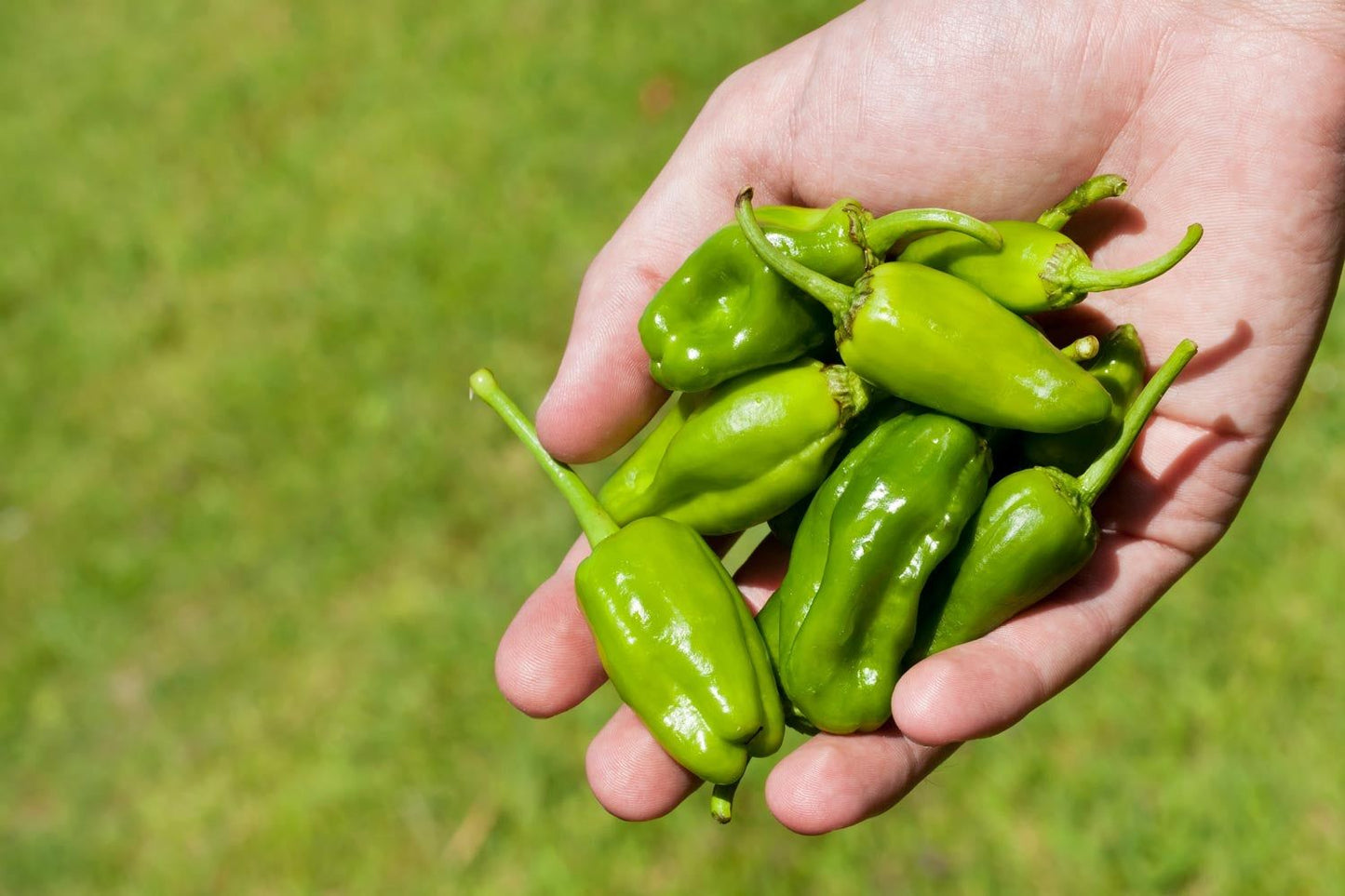 Pimientos del Padrón Ecológicos