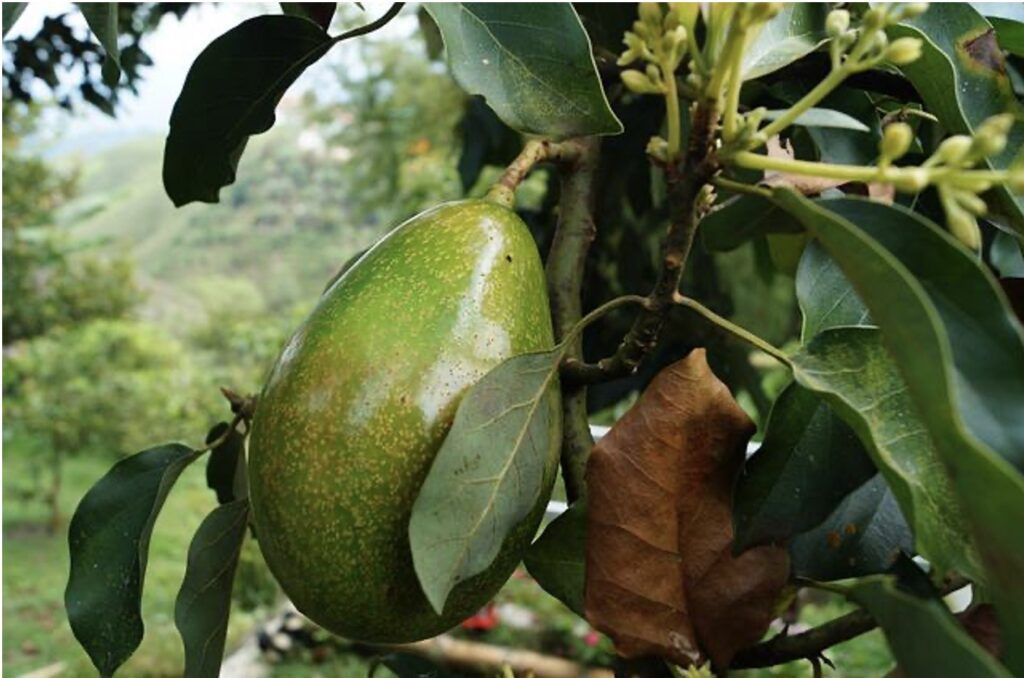 Aguacate Bacon Eco