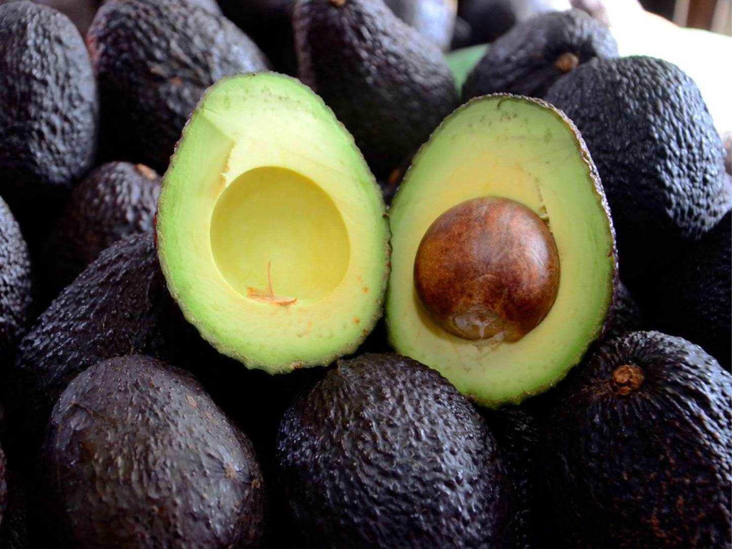 Aguacate HASS EXTRA ECO