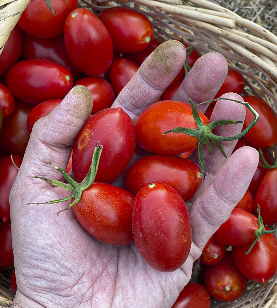 Tomate Cherry pera eco