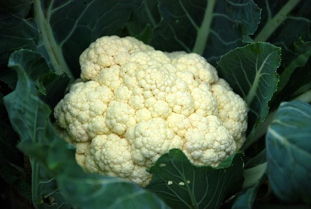Coliflor