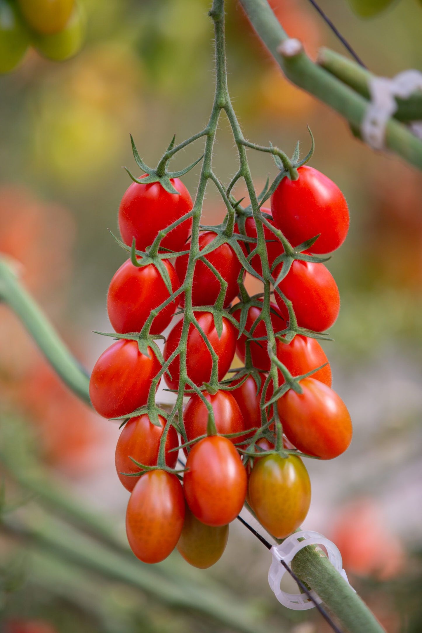 Tomate Cherry pera eco