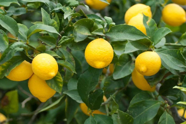 Limon verna ECO
