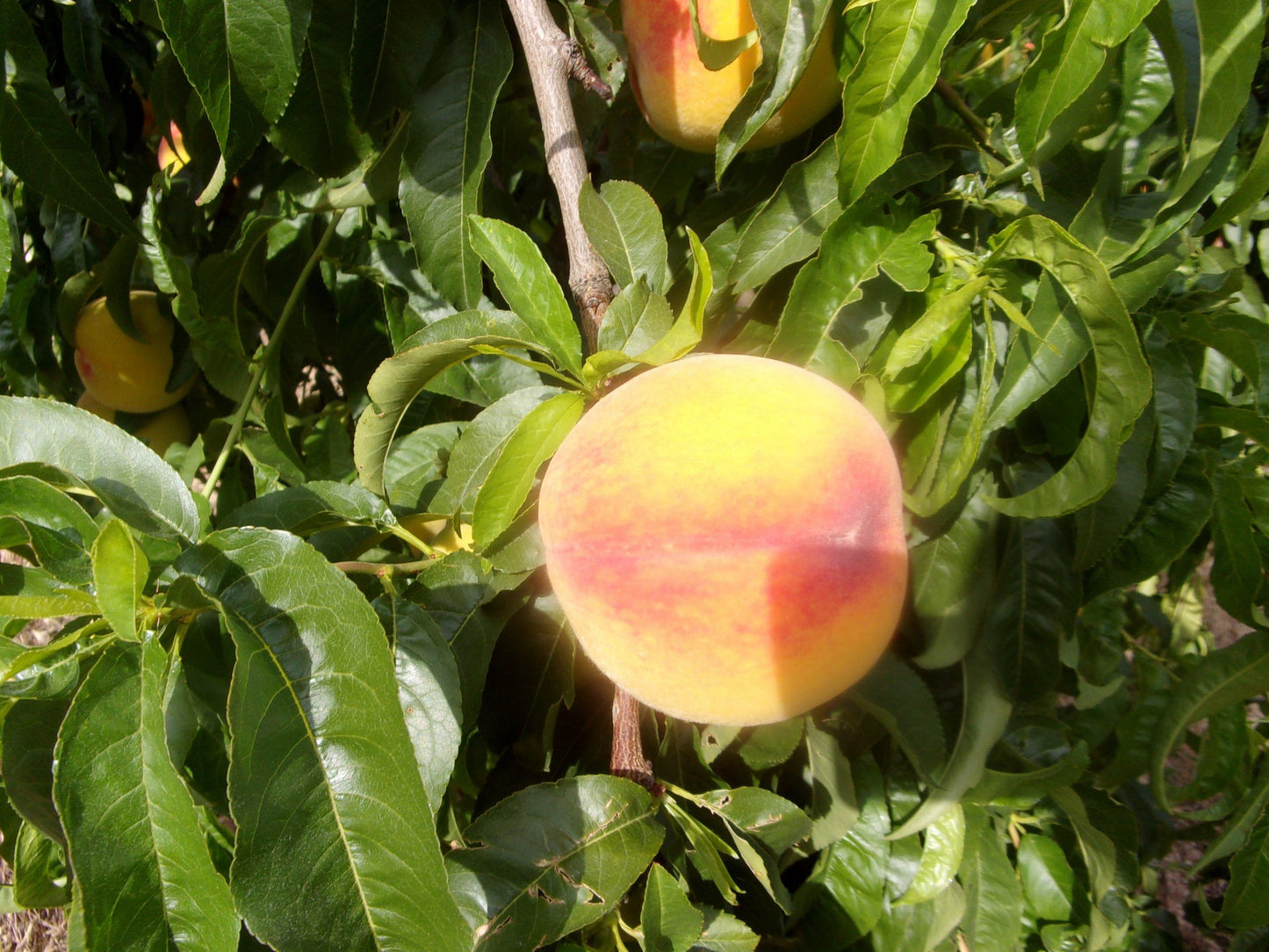Melocotón amarillo ECO - 1ªCAT