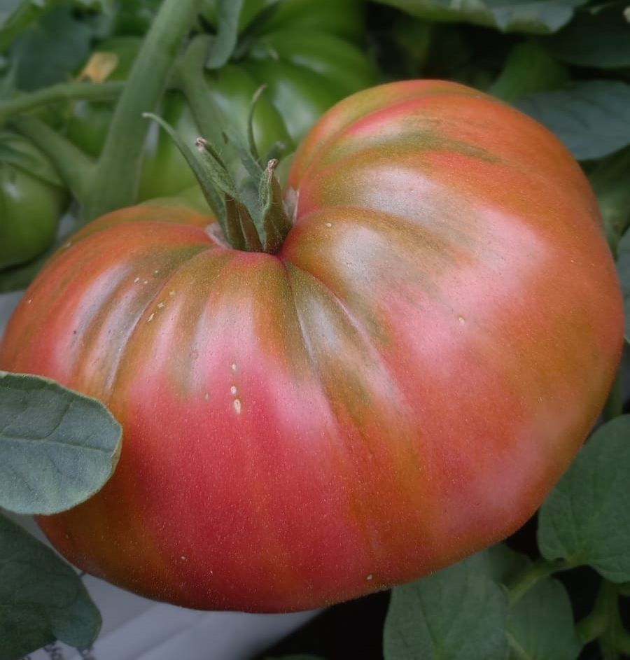 Tomate rozabella eco