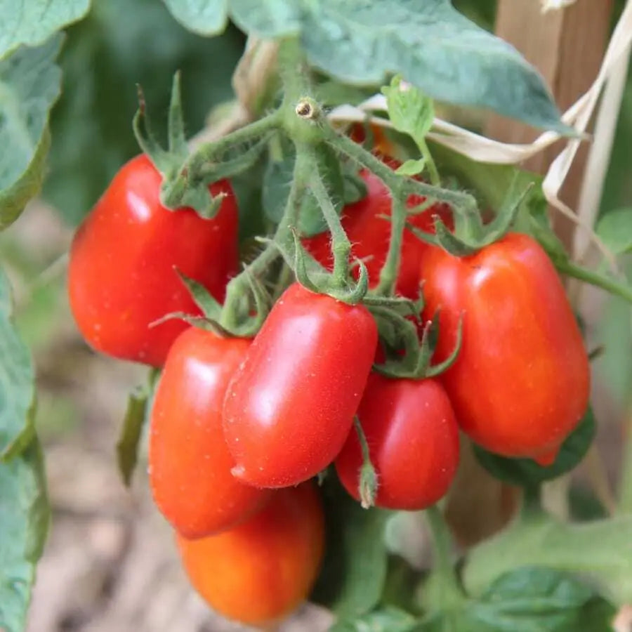 Tomate Cherry pera eco