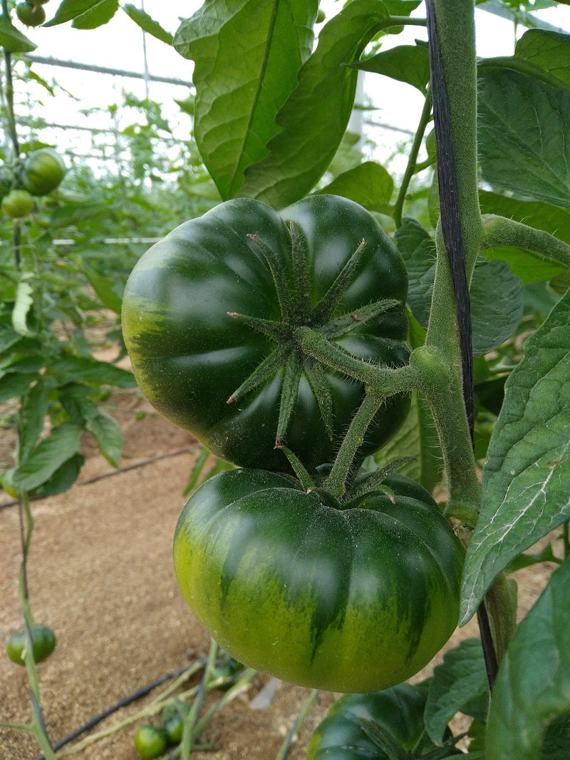 Tomate Asurcado eco