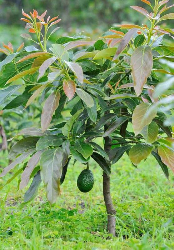 Aguacate HASS EXTRA ECO
