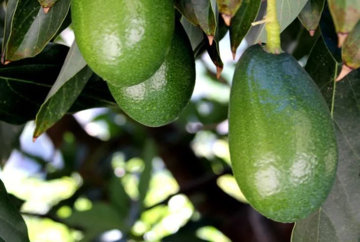 Aguacate Bacon Eco