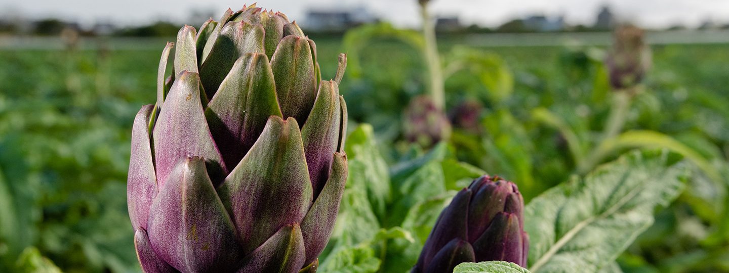 Alcachofas ecológicas