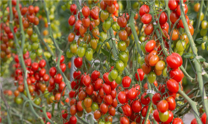 Tomate Cherry pera eco