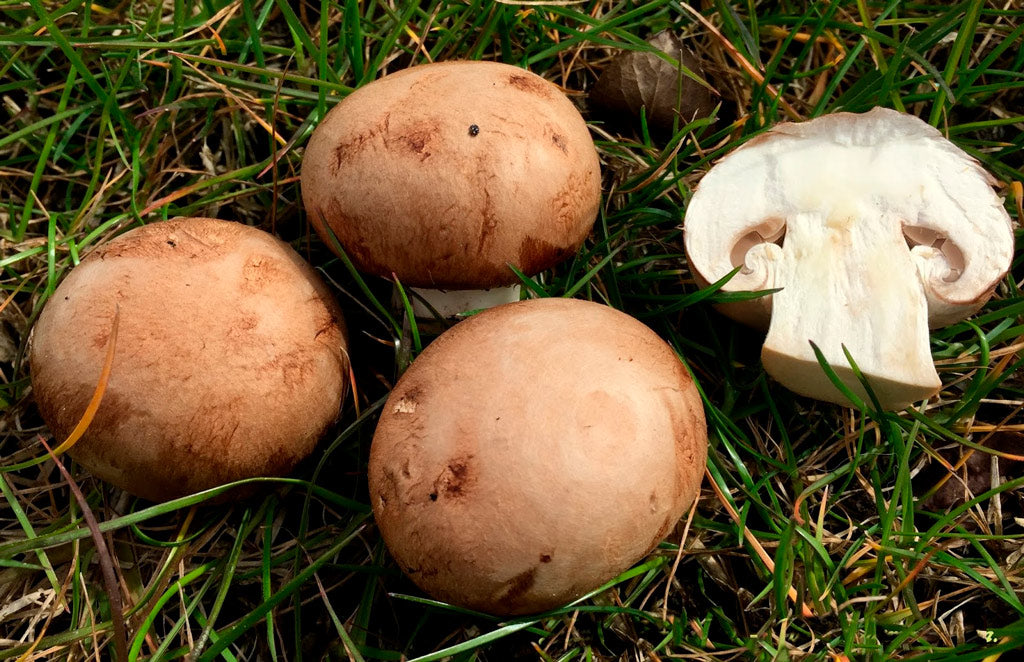 Champiñón portobello ecológico