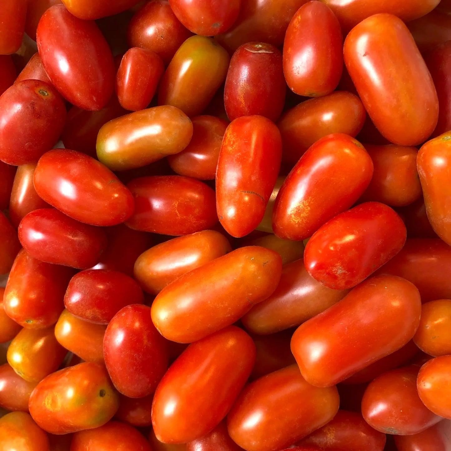 Tomate Cherry pera eco