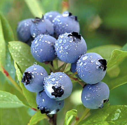 Vinagre de Arándano