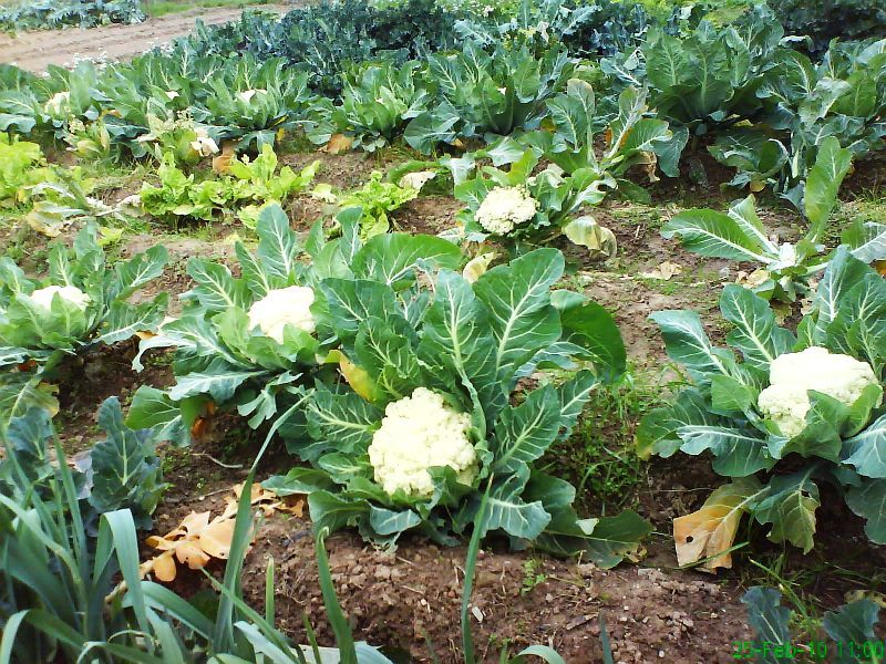 Coliflor