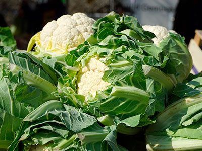 Coliflor