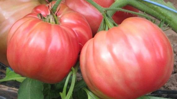 Tomate rozabella eco