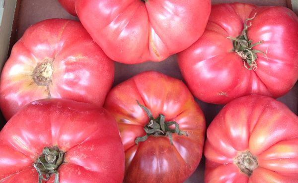 Tomate rozabella eco