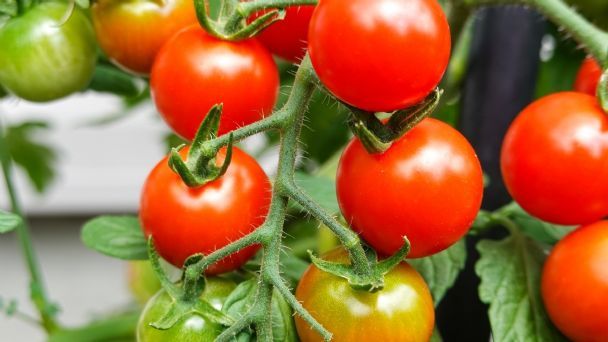 Tomate Cherry eco