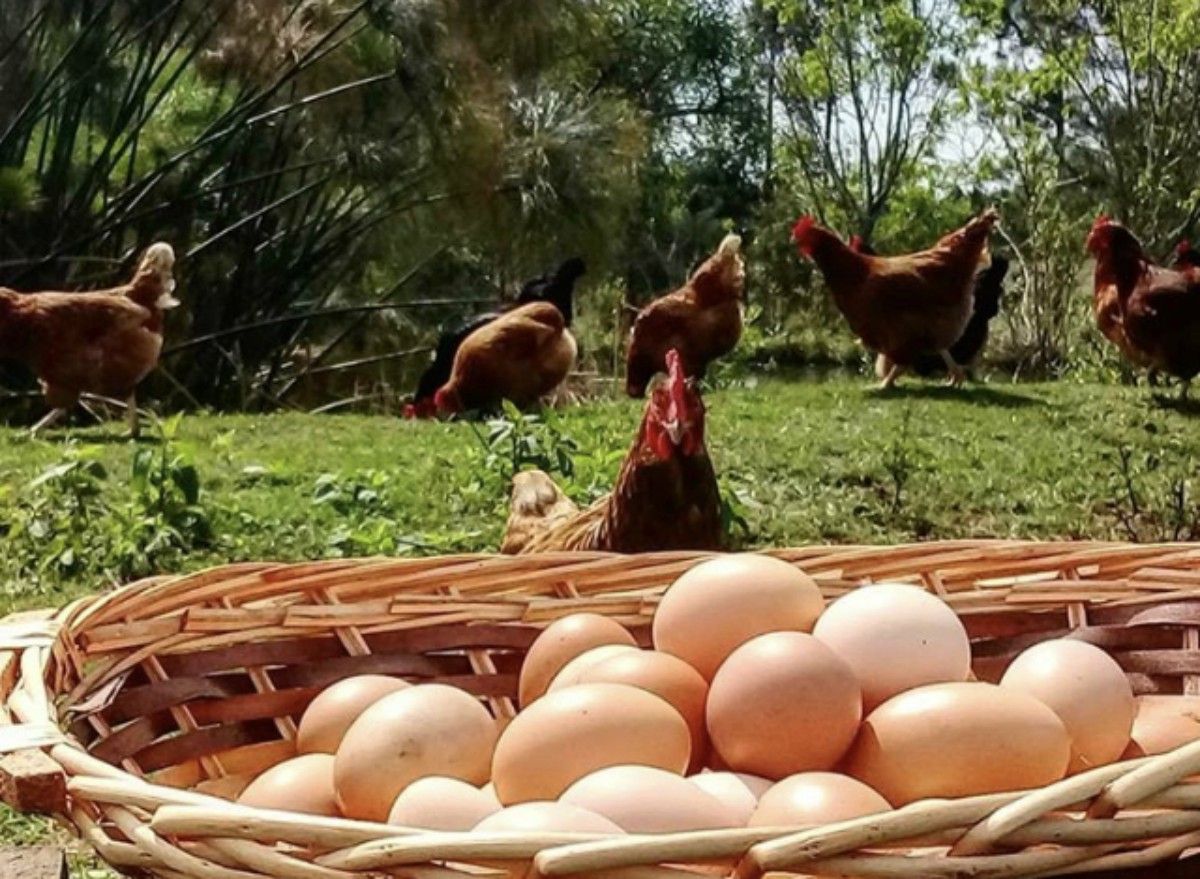 HUEVOS CAMPEROS AVILA