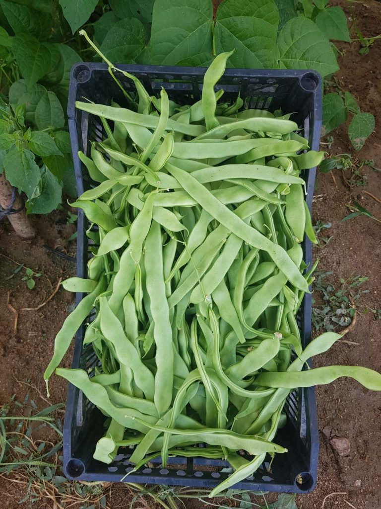 Judía verde plana Eco