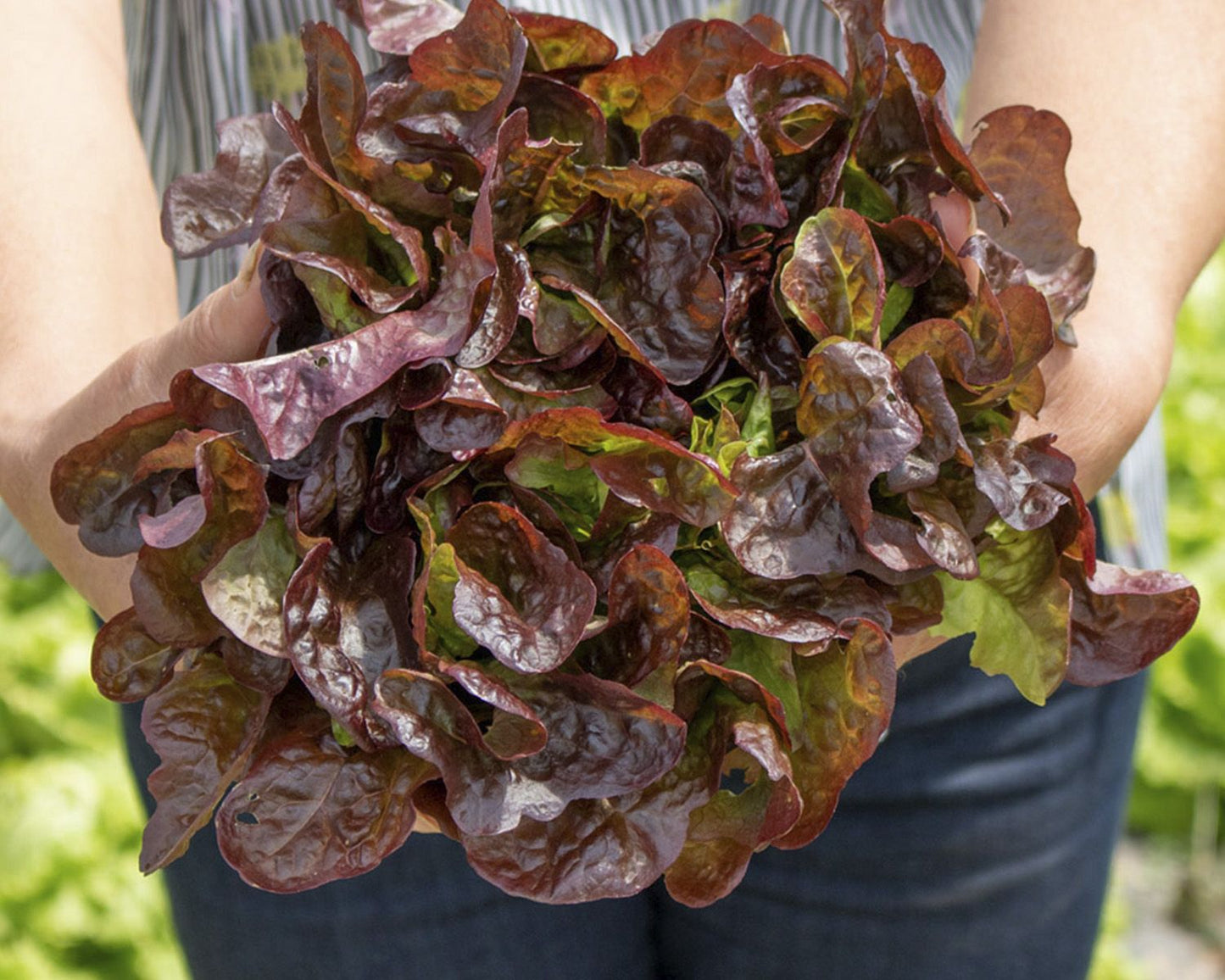 Lechuga hoja de roble/Batavia/Maravilla eco