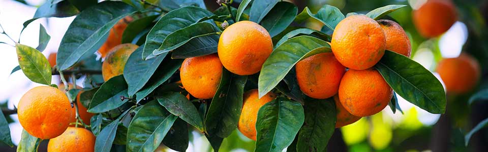 Mandarina ECO