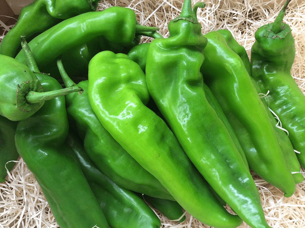 Pimiento italiano verde eco
