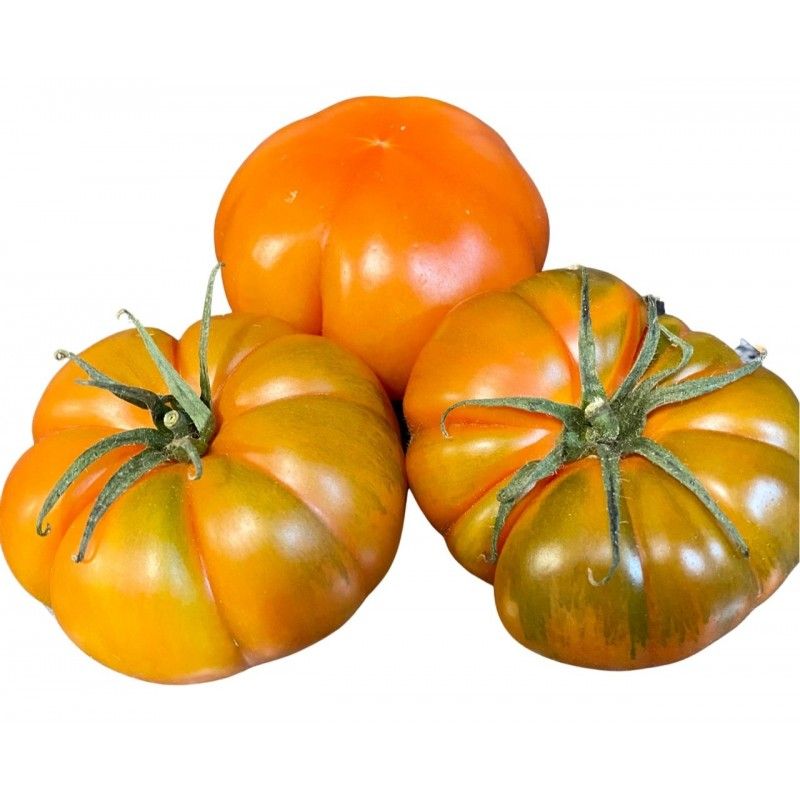 Tomate Raff eco