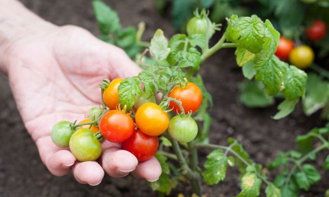 Tomate Cherry eco