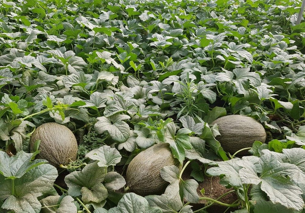 Melón piel de sapo BRUÑO ECO