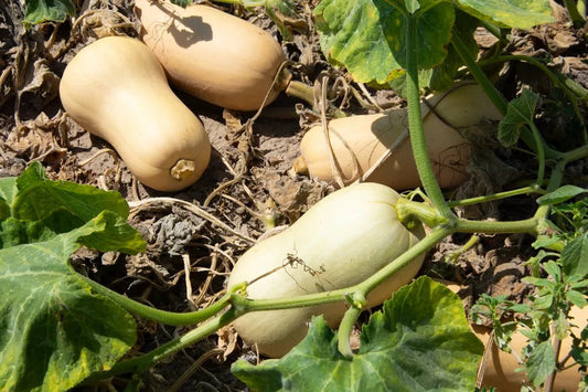 Calabazas cacahuete ecológicas en la huerta - Sabores del Pueblo