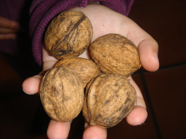 Nueces De Huelva con cáscara
