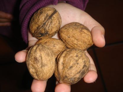 Nueces De Huelva con cáscara