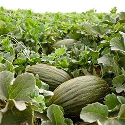 Melón piel de sapo  BRUÑO ECO