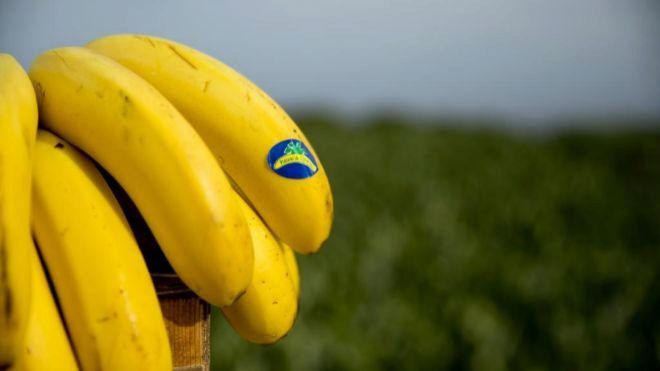 Platano de Canarias ECO