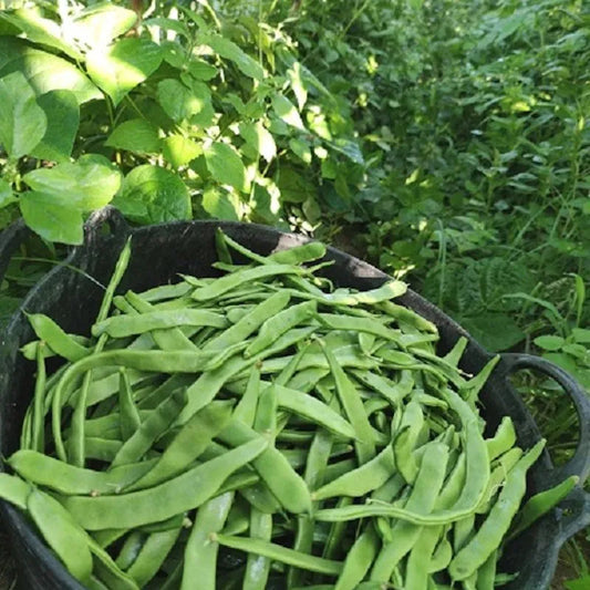 Judía verde plana Eco