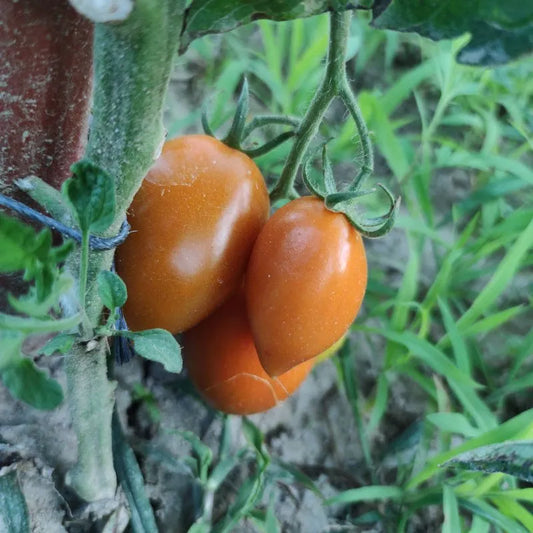 Tomate pera eco