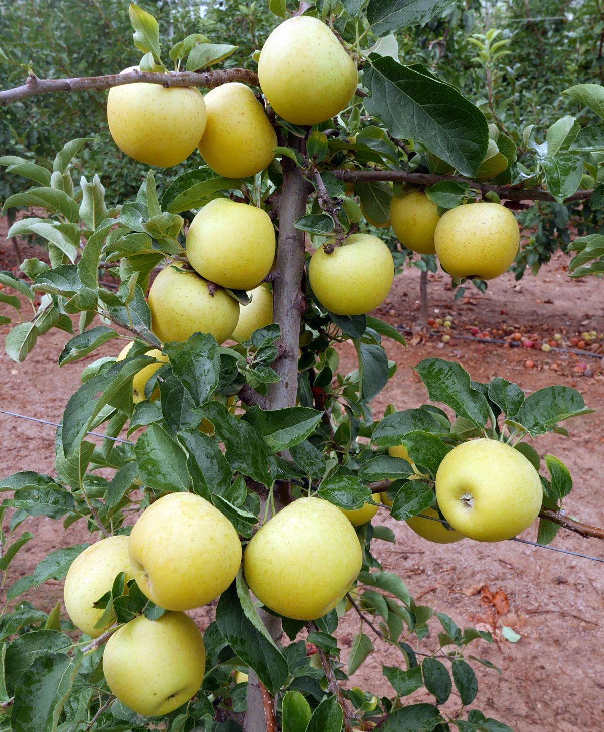 Manzana Golden ECO