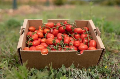 Tomate Cherry pera eco