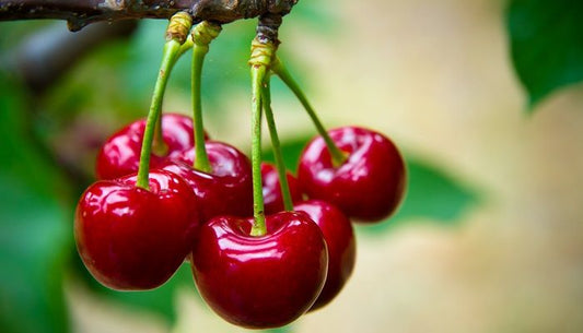 Cereza del Jerte ECO