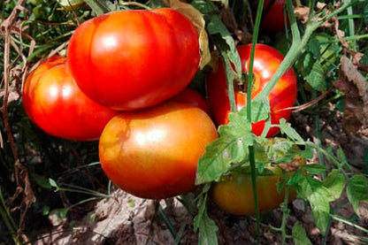 Tomate ensalada Ecológicos