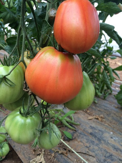 Tomate corazón de buey