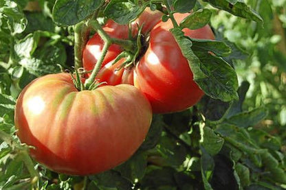 Tomate rozabella eco