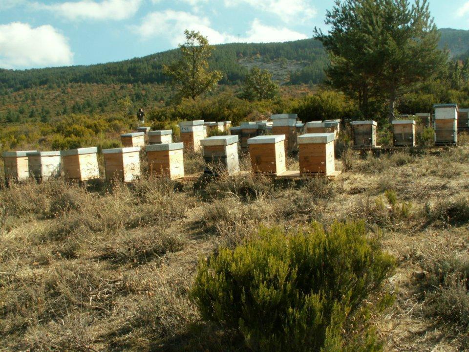 Miel de roble ECO